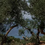 Cossoro Ena In Zakynthos *